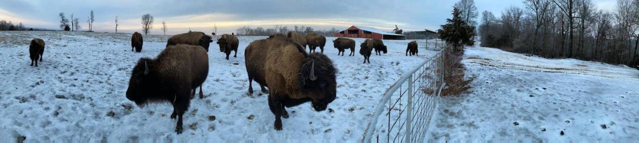 Cabin With A Tree House On A Buffalo Farm . Marshall 外观 照片
